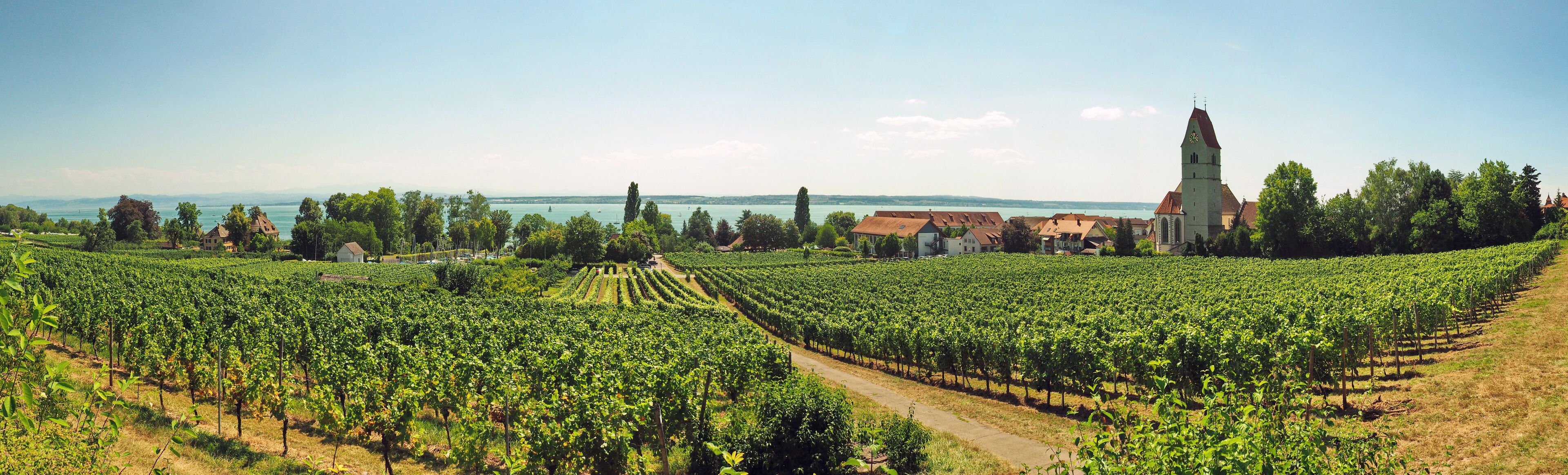 Weinanbau am Bodensee - Panorama