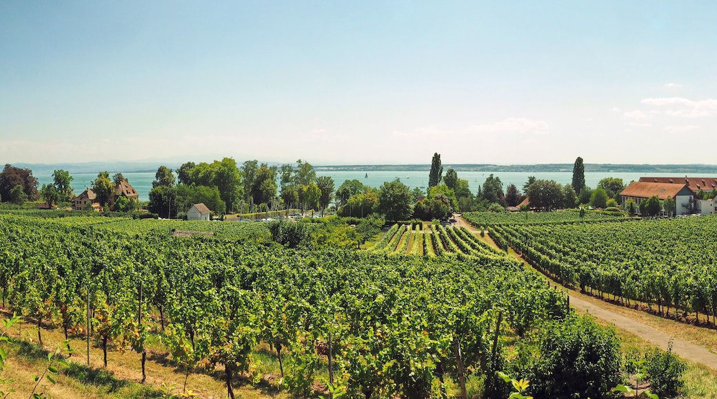 Weinanbau am Bodensee - Panorama