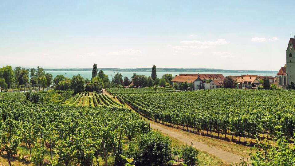 A vineyard with rows of grapevines, a church with a tall tower, and a body of water in the background.