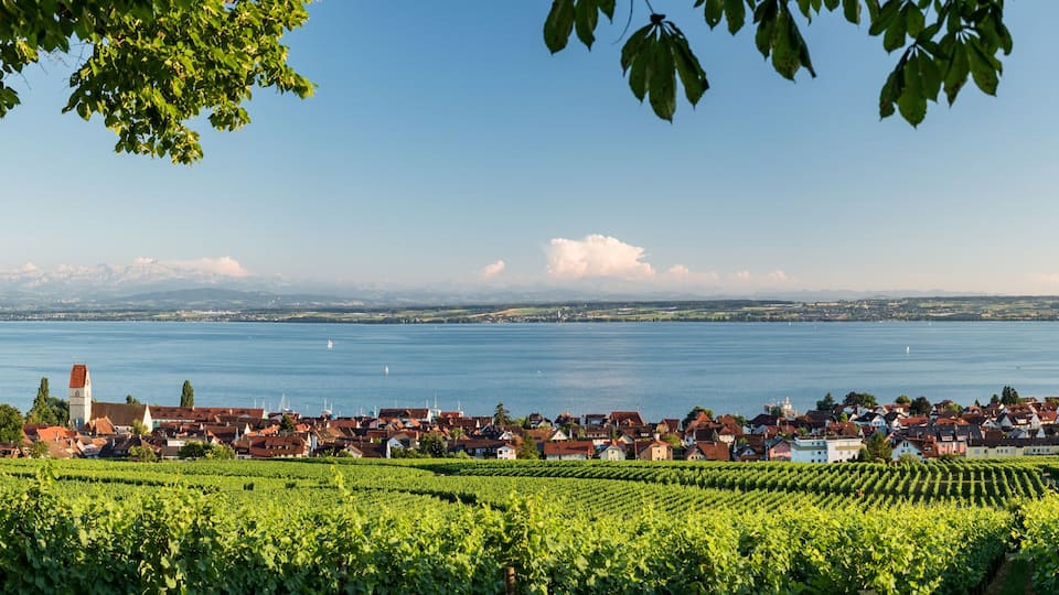 A vineyard with rows of grapevines, a town with red-roofed buildings, and a lake with boats.