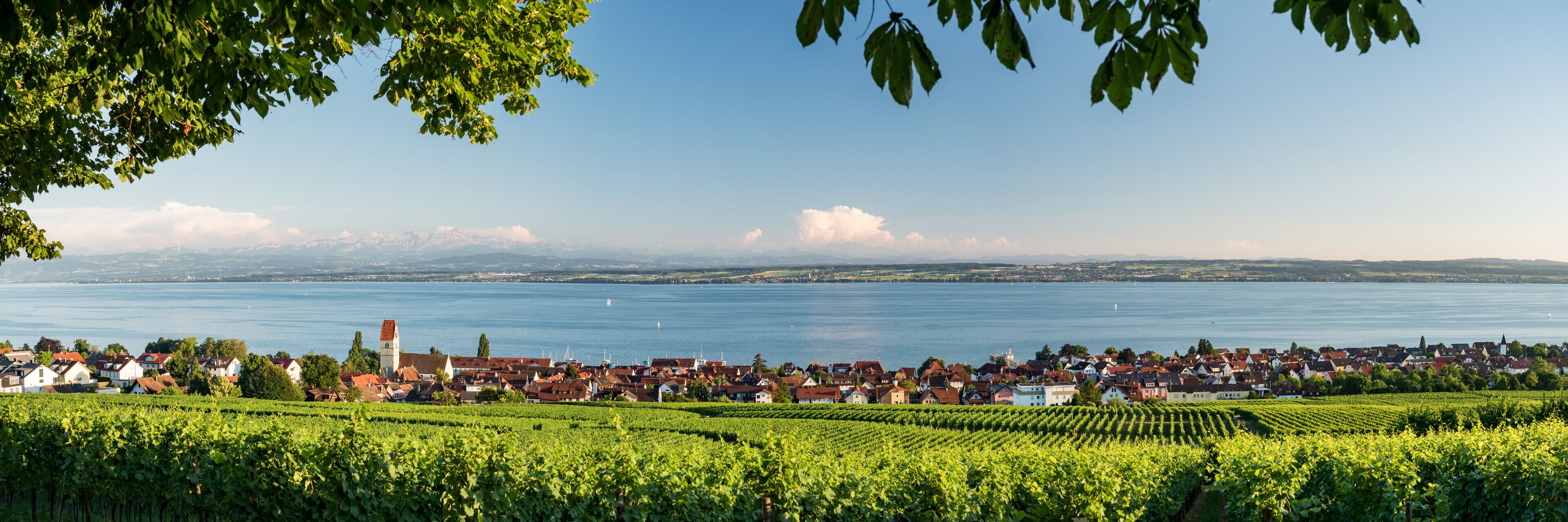 A vineyard with rows of grapevines, a town with red-roofed buildings, and a lake with boats.