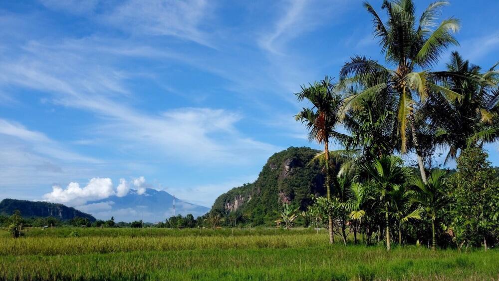 A lush green field with palm trees and a mountain in the background.