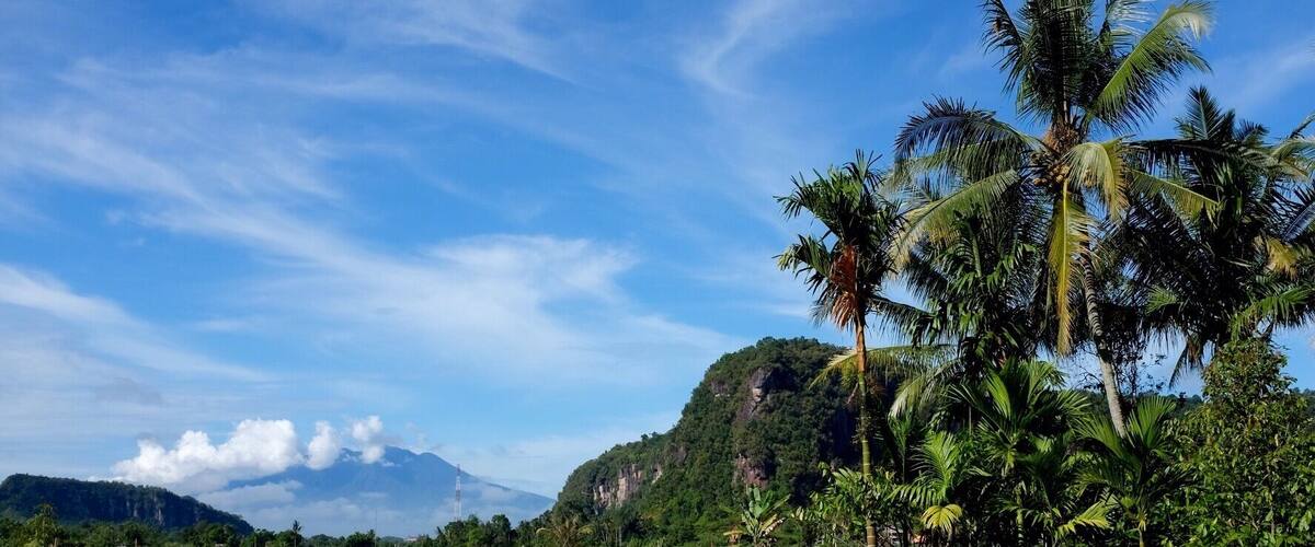 A lush green field with palm trees and a mountain in the background.