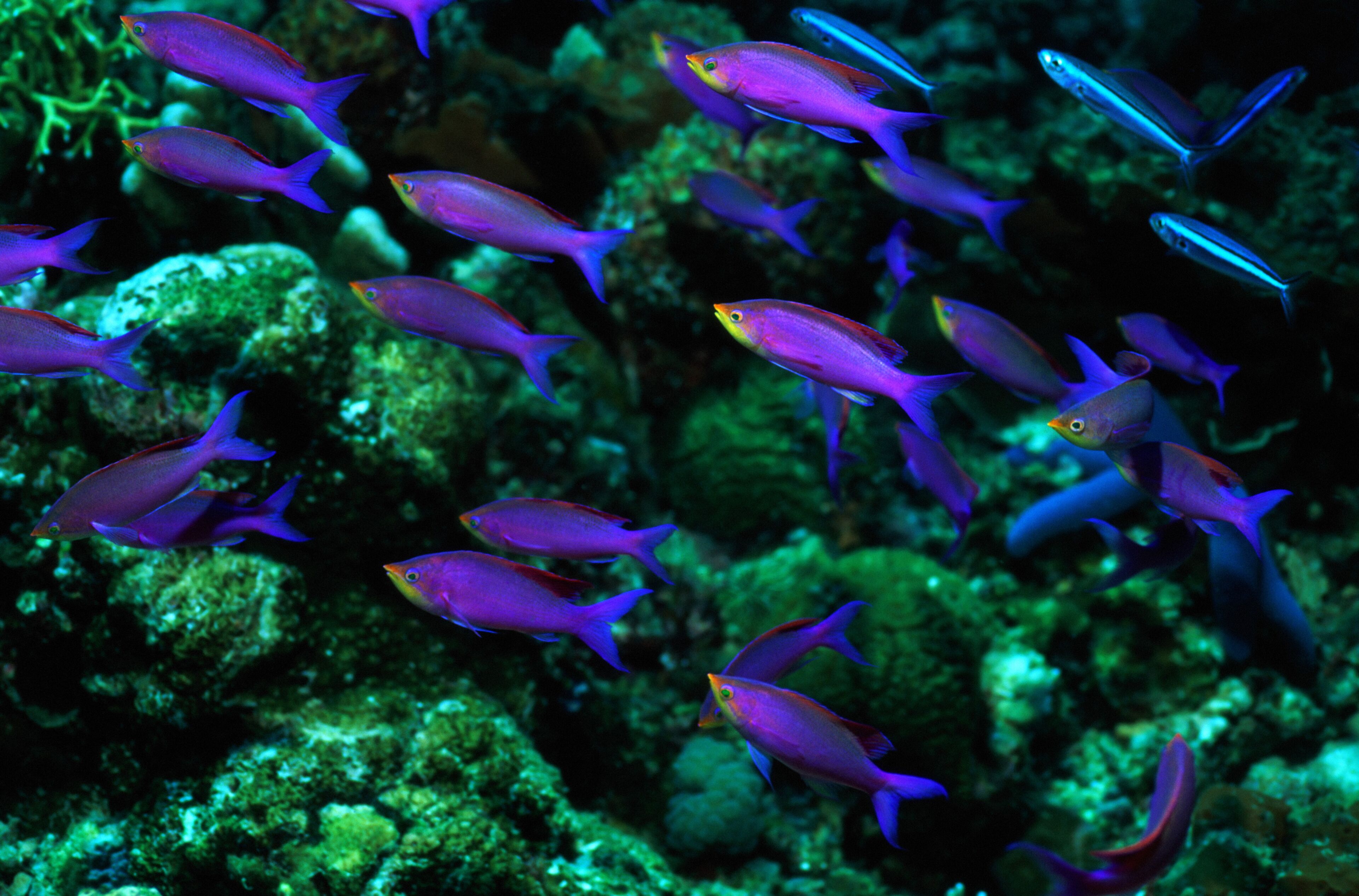 A school of colorful fish swimming near coral reefs.