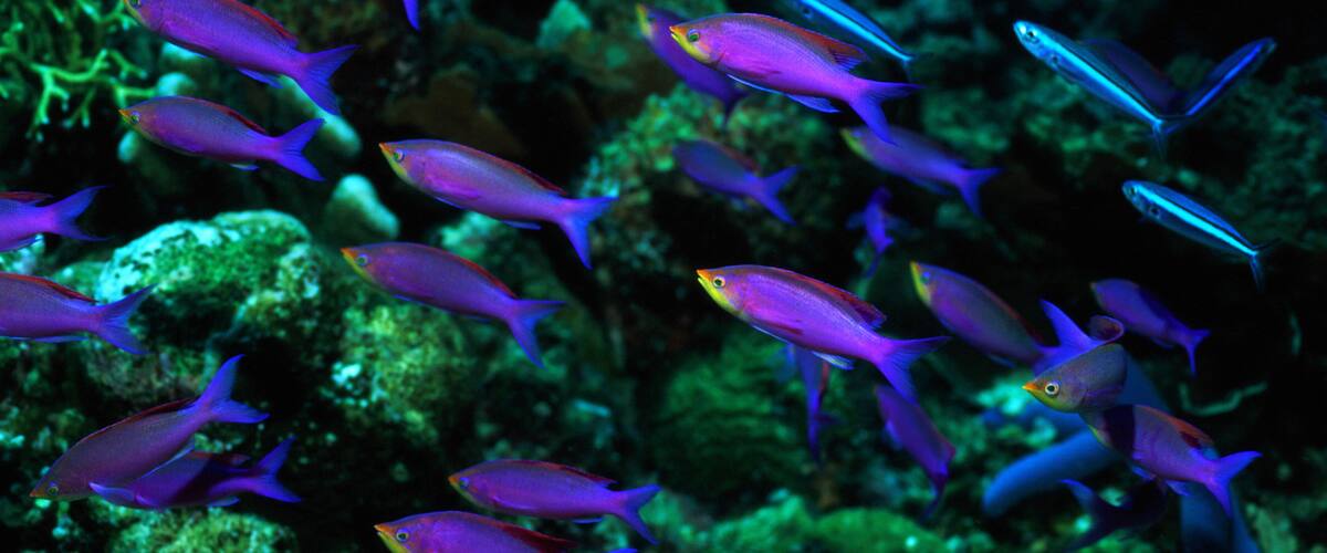 A school of colorful fish swimming near coral reefs.