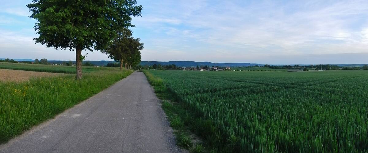 A rural road flanked by fields and trees under a clear sky.