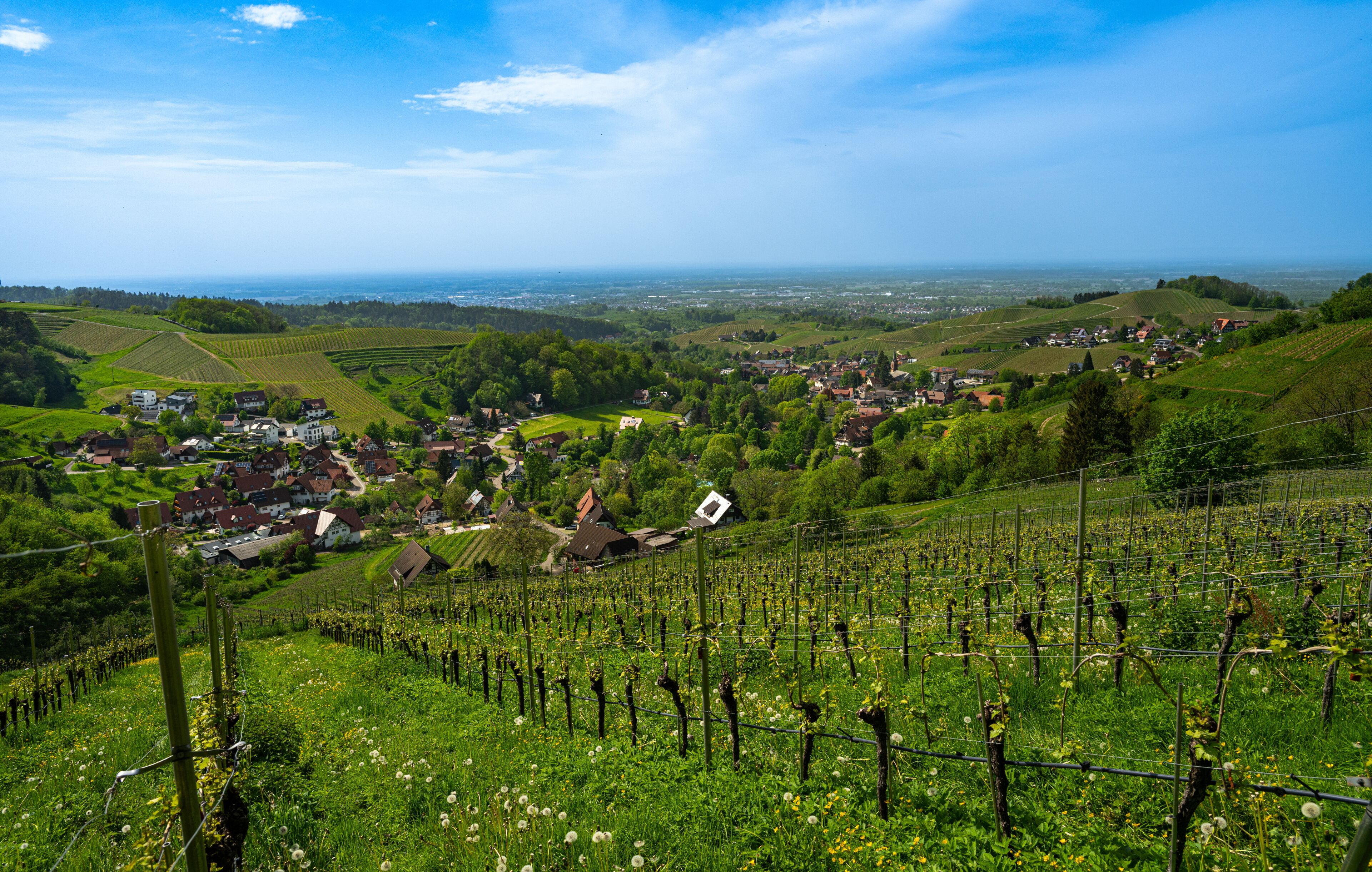 View from Sasbachwalden over the Rhine valley_Baden Wuerttemberg, Germany.