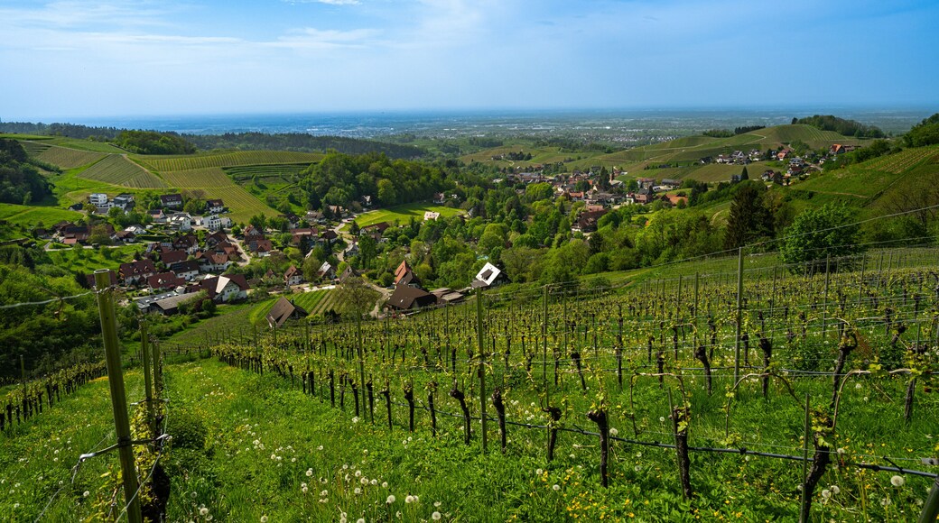 View from Sasbachwalden over the Rhine valley_Baden Wuerttemberg, Germany.