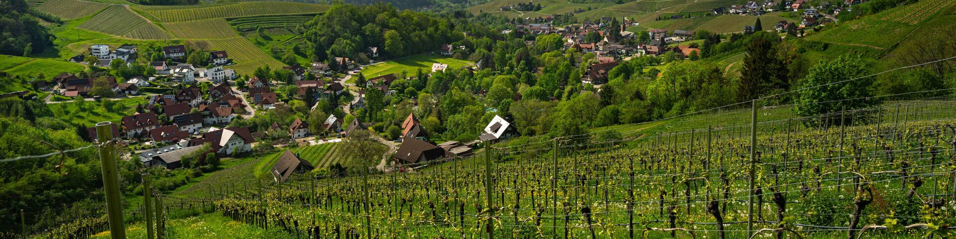 View from Sasbachwalden over the Rhine valley_Baden Wuerttemberg, Germany.