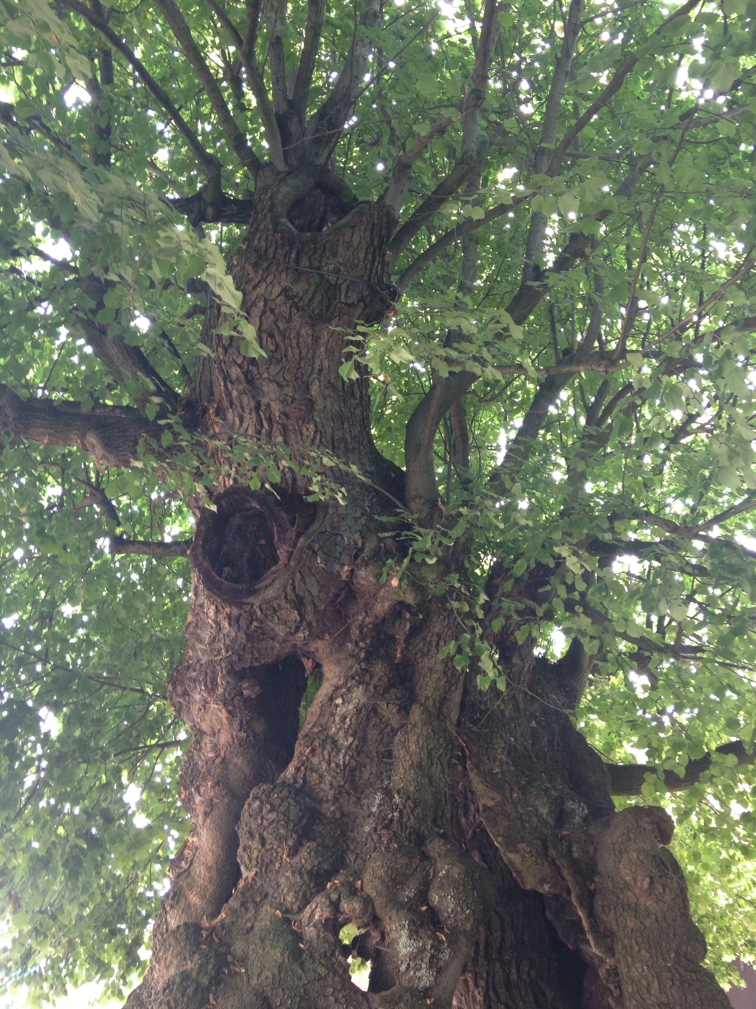 Krone der Dicken Linde in Upstedt