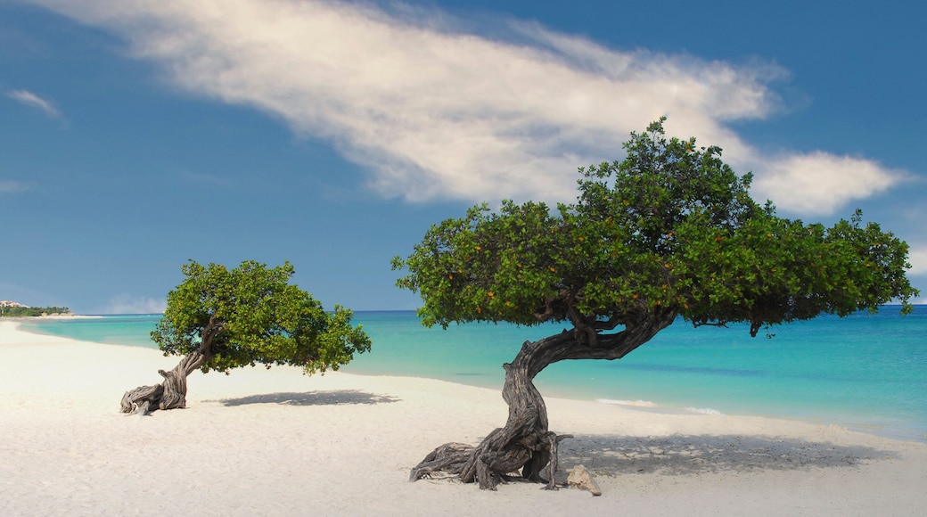 Divi Divi Trees on the shoreline of Eagle Beach in Aruba