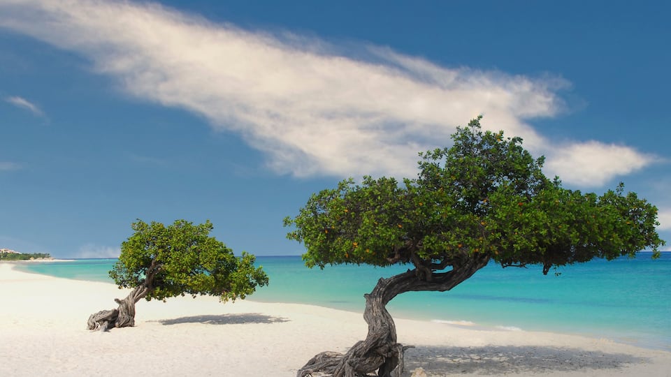 Divi Divi Trees on the shoreline of Eagle Beach in Aruba
