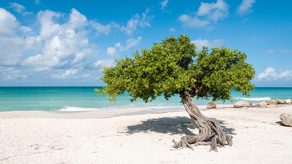 A tree on a sandy beach with clear blue water and a partly cloudy sky.