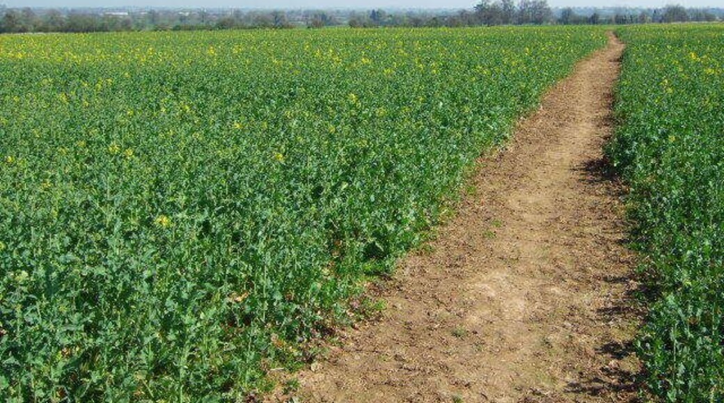 Field footpath The path across the rapeseed field