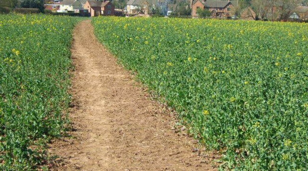 Footpath to Appleby Magna The path through the arable field.