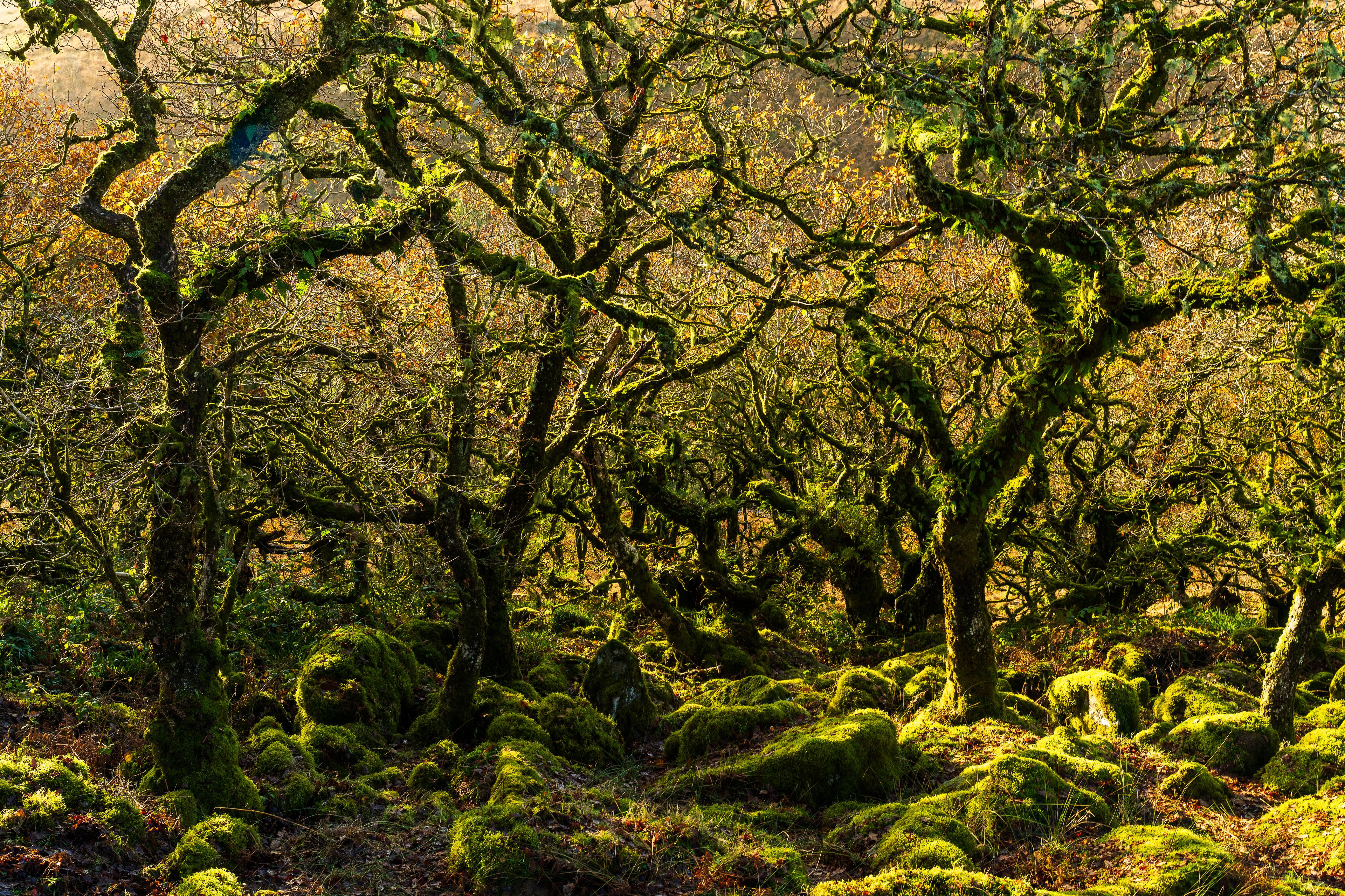 A dense forest with moss-covered trees and a ground covered in green moss.