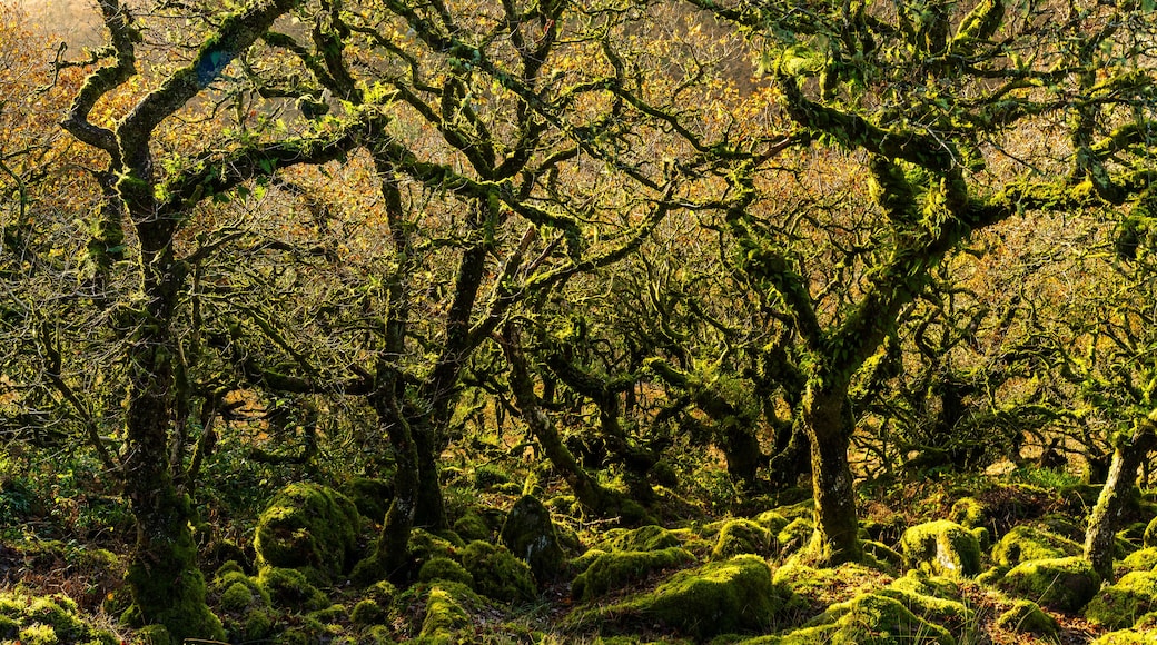 A dense forest with moss-covered trees and a ground covered in green moss.