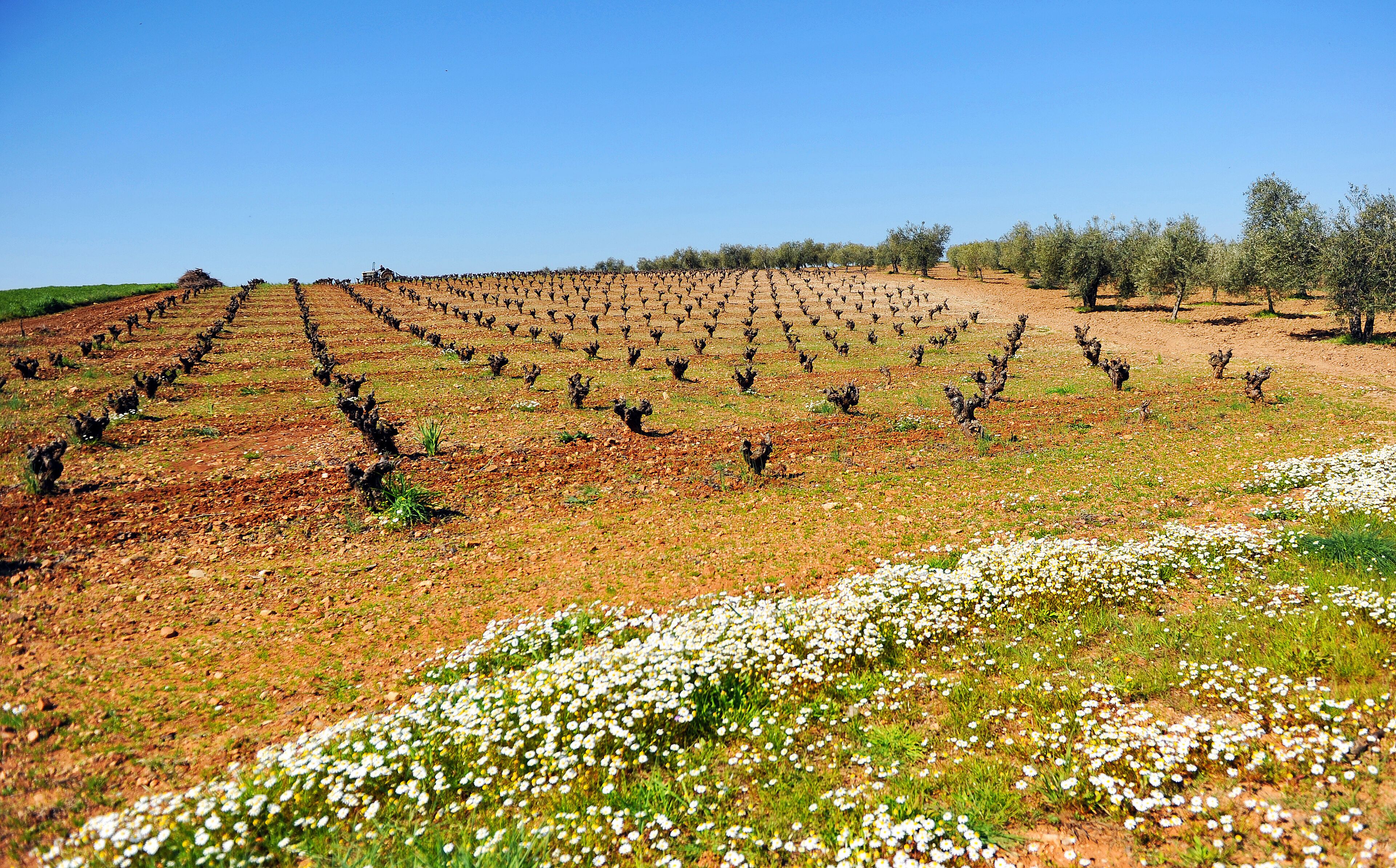 Viñedo al final del invierno, Tierra de Barros, Almendralejo