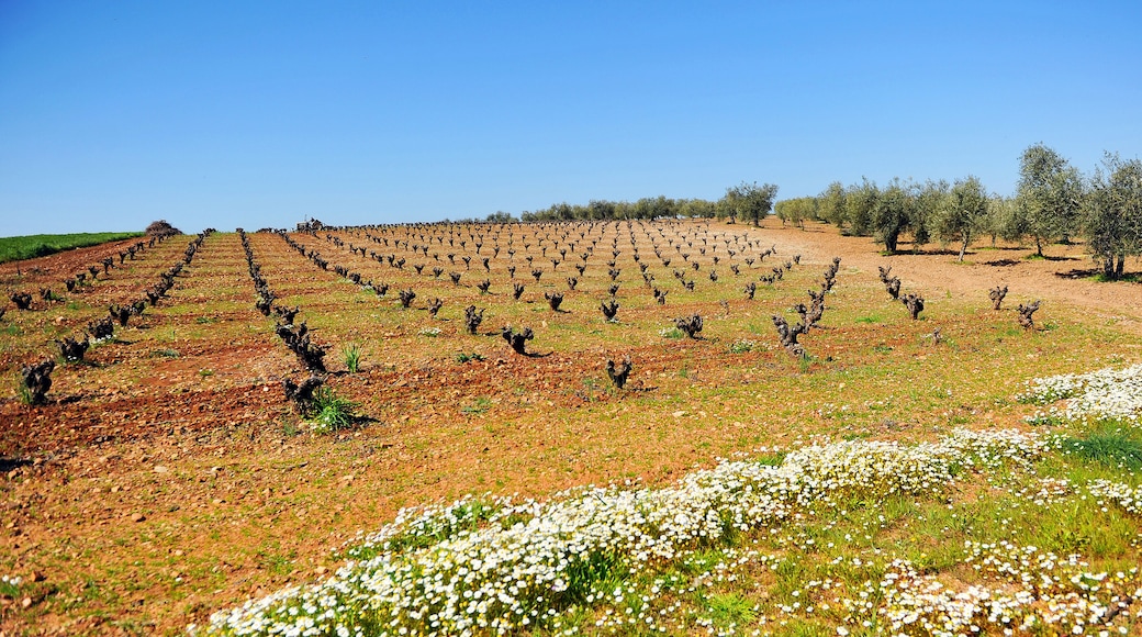 Viñedo al final del invierno, Tierra de Barros, Almendralejo
