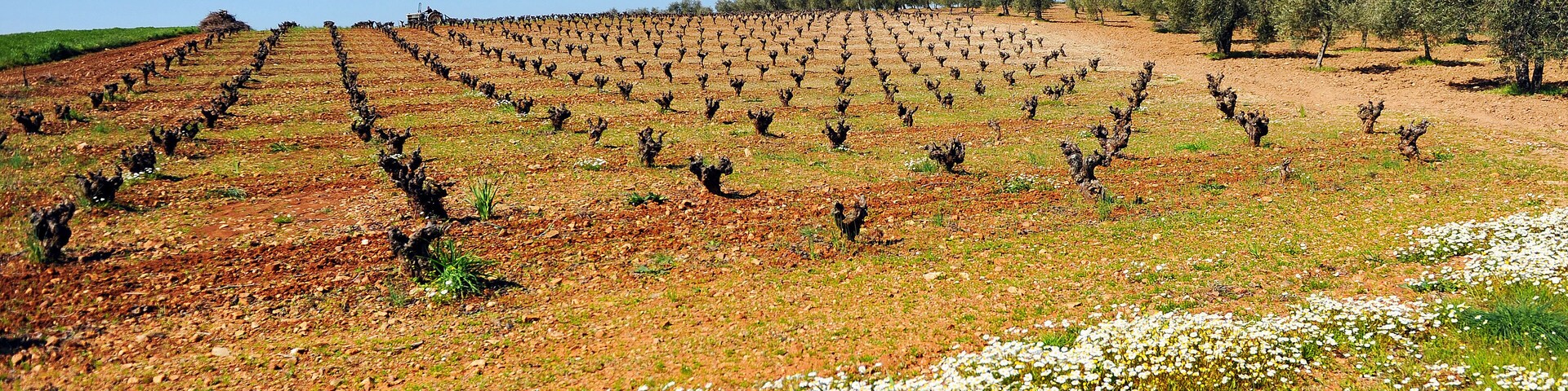 Um vinhedo com fileiras de videiras e um campo de flores brancas ao primeiro plano.