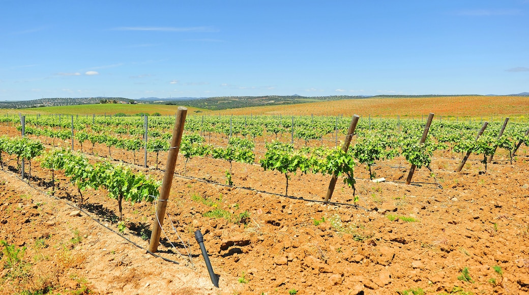 Viñedos de Extremadura en primavera cerca de Almendralejo en la provincia de Badajoz, España. Denominación de Origen (D.O.) Ribera del Guadiana - Tierra de Barros