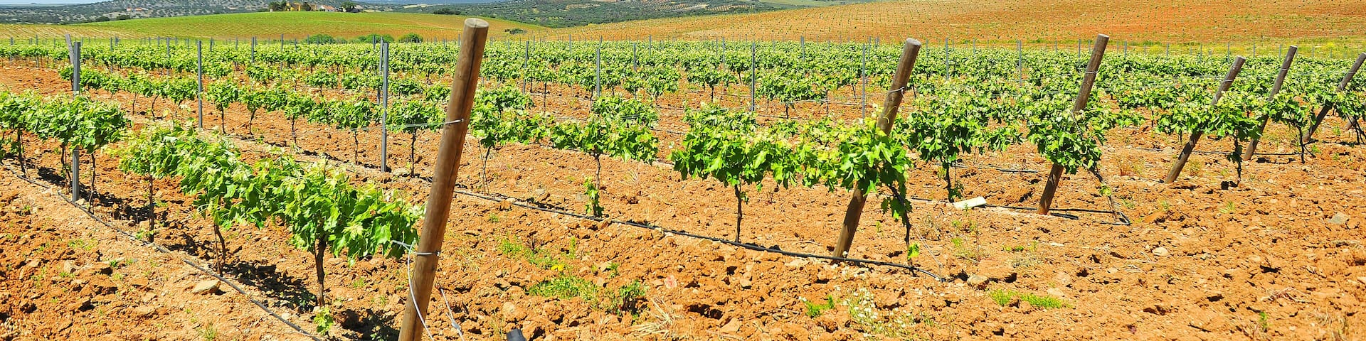 Viñedos de Extremadura en primavera cerca de Almendralejo en la provincia de Badajoz, España. Denominación de Origen (D.O.) Ribera del Guadiana - Tierra de Barros