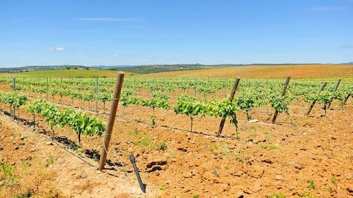Viñedos de Extremadura en primavera cerca de Almendralejo en la provincia de Badajoz, España. Denominación de Origen (D.O.) Ribera del Guadiana - Tierra de Barros
