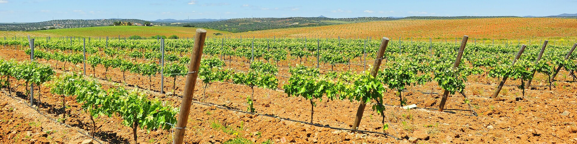 Viñedos de Extremadura en primavera cerca de Almendralejo en la provincia de Badajoz, España. Denominación de Origen (D.O.) Ribera del Guadiana - Tierra de Barros