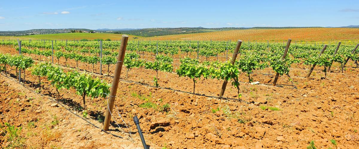 A vineyard with rows of grapevines under a clear blue sky.