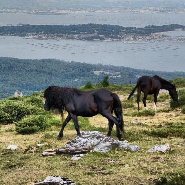 Wild horses and wild views over the region just a few kms off the highway. Those are mussel farms in the sea in the back.