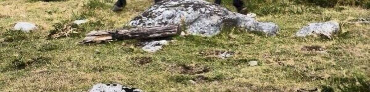 Wild horses and wild views over the region just a few kms off the highway. Those are mussel farms in the sea in the back.