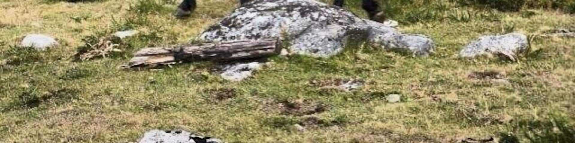 Wild horses and wild views over the region just a few kms off the highway. Those are mussel farms in the sea in the back.