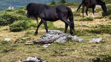 Two horses on a grassy hillside with a lake and forest in the background.