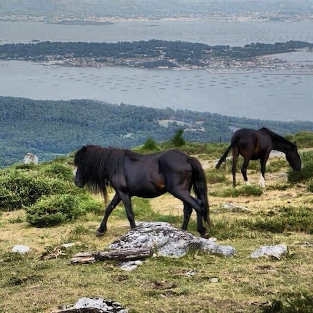 Wild horses and wild views over the region just a few kms off the highway. Those are mussel farms in the sea in the back.