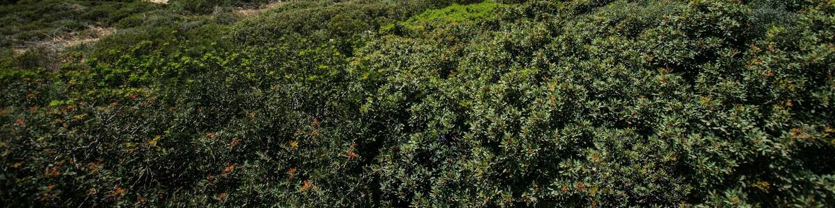 Spiaggia Mari Pintau - Maracalagonis Sardegna