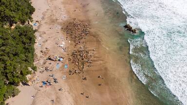 Aerial view of the sandy beach bustling with people digging near the rocky shoreline, edged by verdant cliffs, Hot Water Beach, Waikato Region, New Zealand.