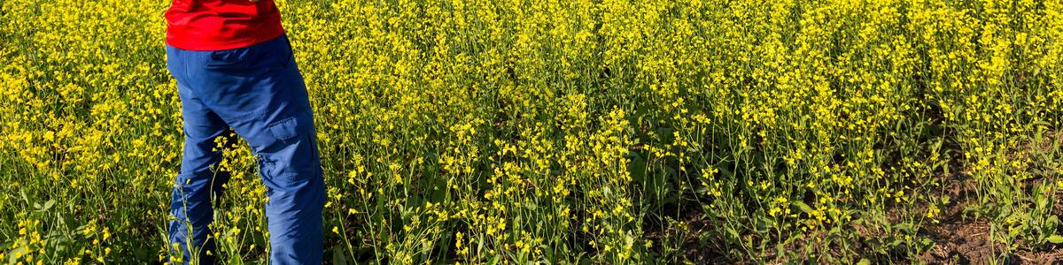 Man flying a drone over a flowering canola field, North of Sylvan Lake; Alberta, Canada
