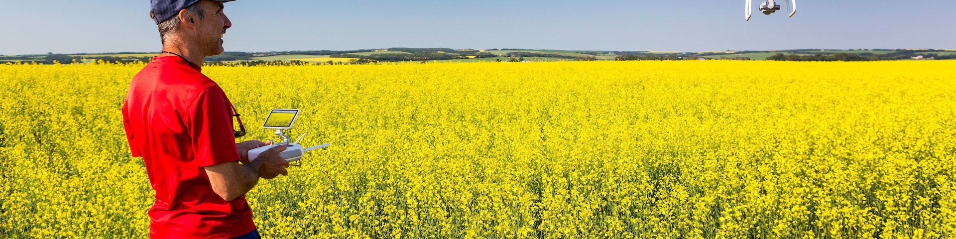 Man flying a drone over a flowering canola field, North of Sylvan Lake; Alberta, Canada
