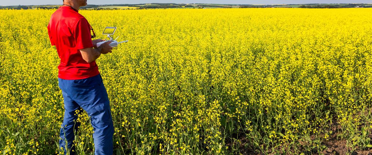 A man in a red shirt and blue pants flying a drone over a field of yellow flowers.