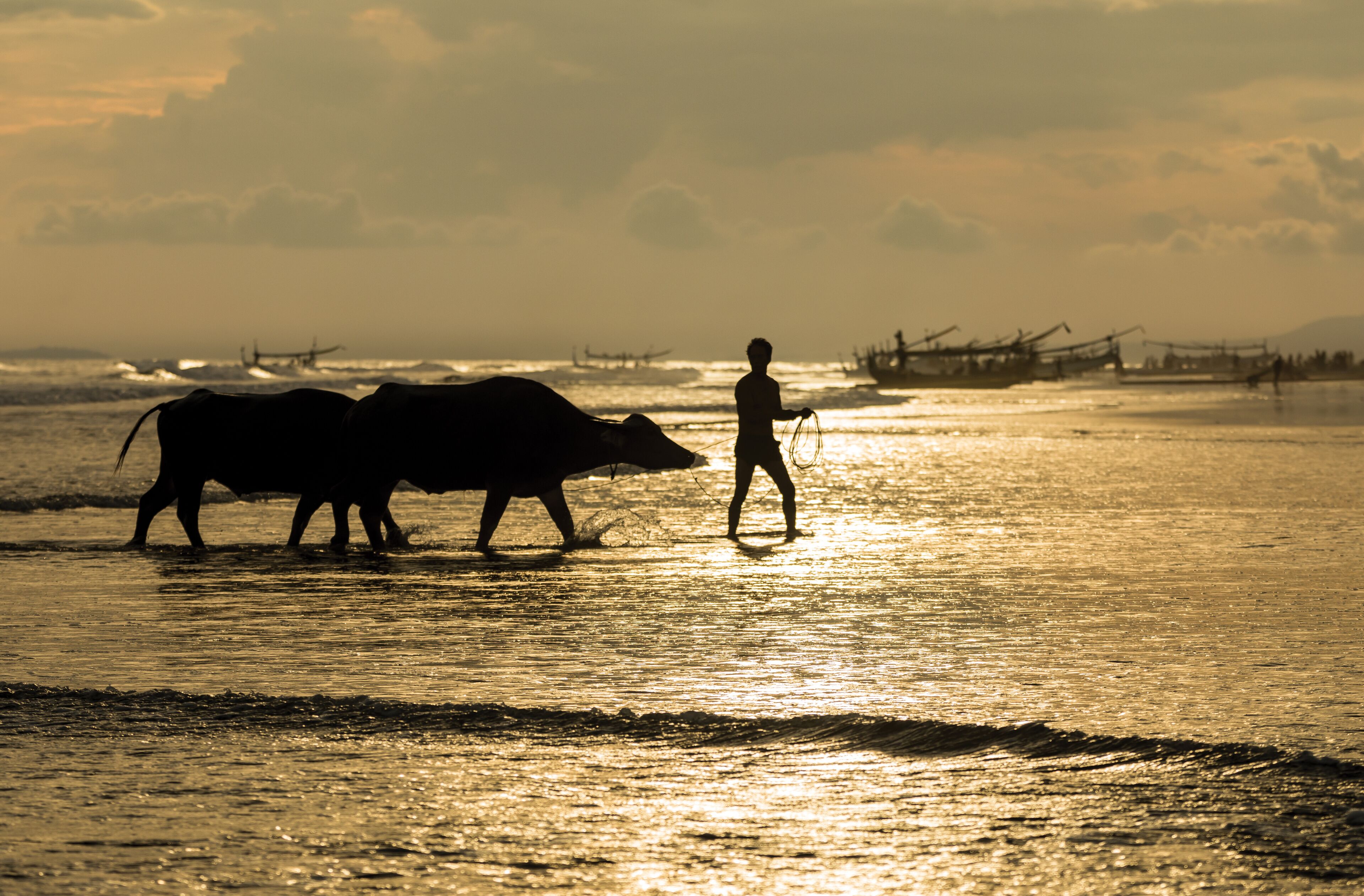 Balinese farmer with his buffalos on a beach in Bali Indonesia