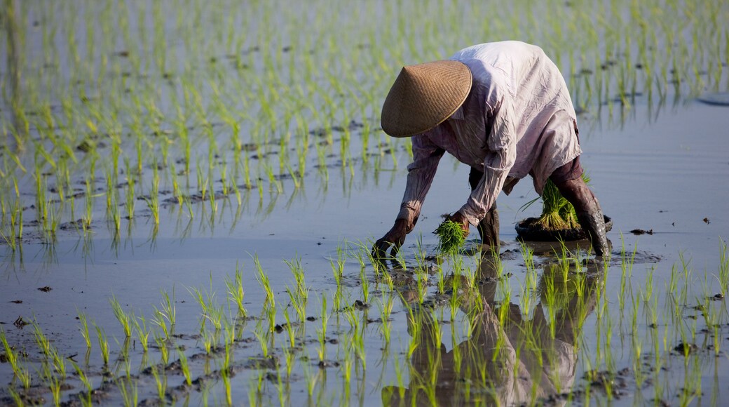 BX5TME Farmer planting rice, Kerobokan, Bali, Indonesia, Southeast Asia, Asia