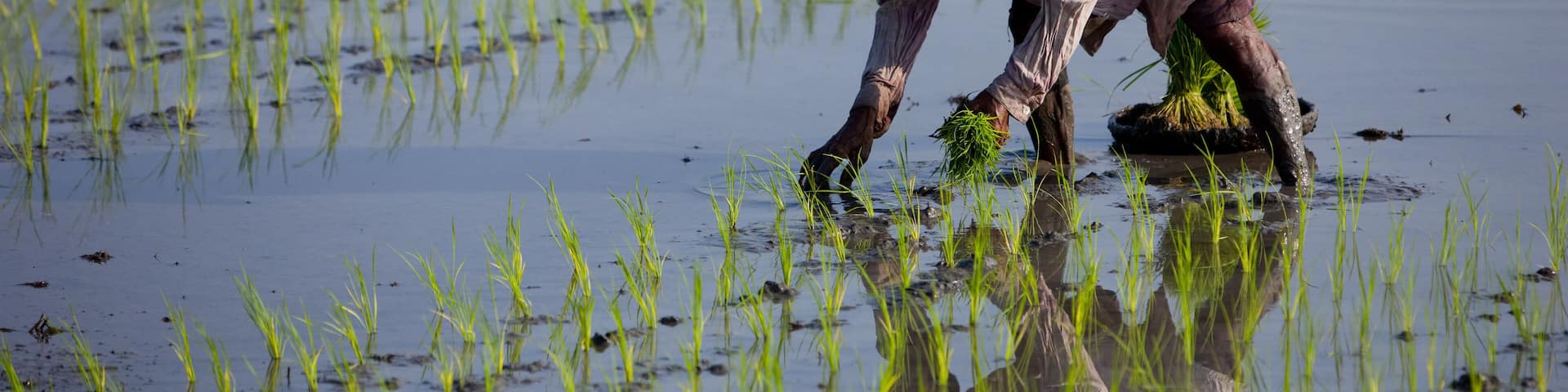 BX5TME Farmer planting rice, Kerobokan, Bali, Indonesia, Southeast Asia, Asia