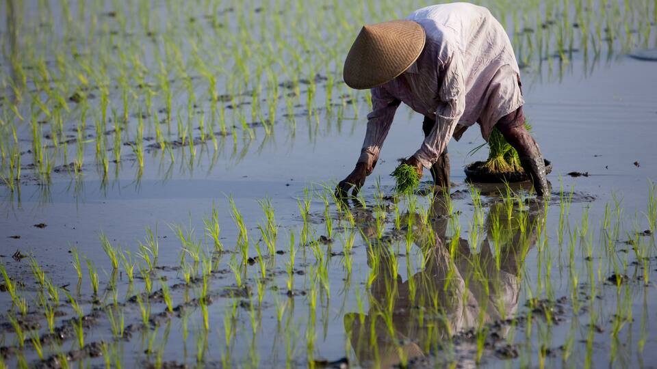 A person planting rice in a flooded field.