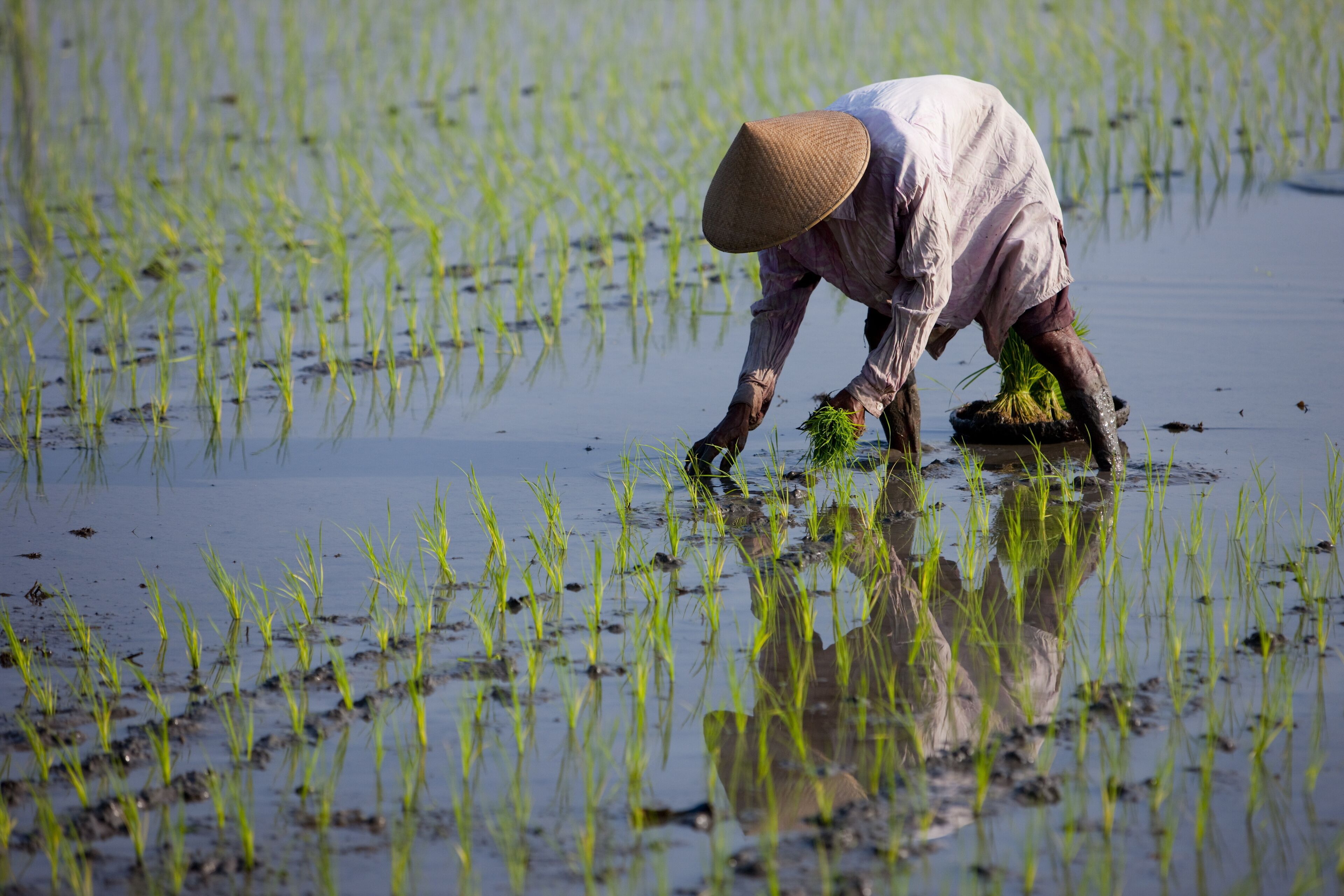 Farmer planting rice, Kerobokan, Bali, Indonesia