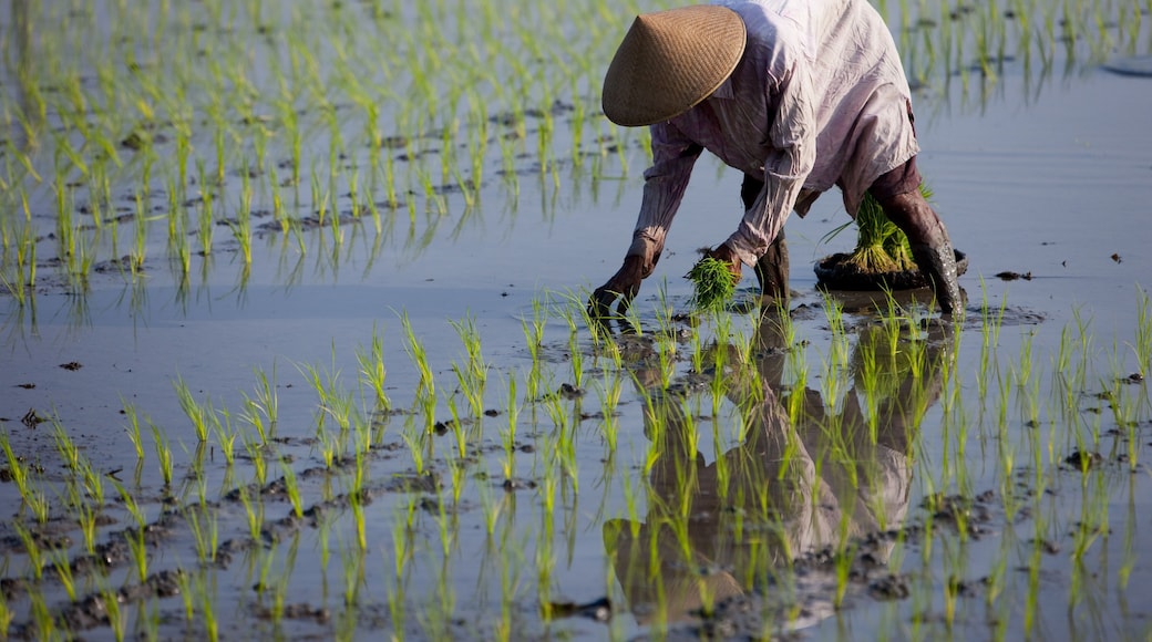 Farmer planting rice, Kerobokan, Bali, Indonesia