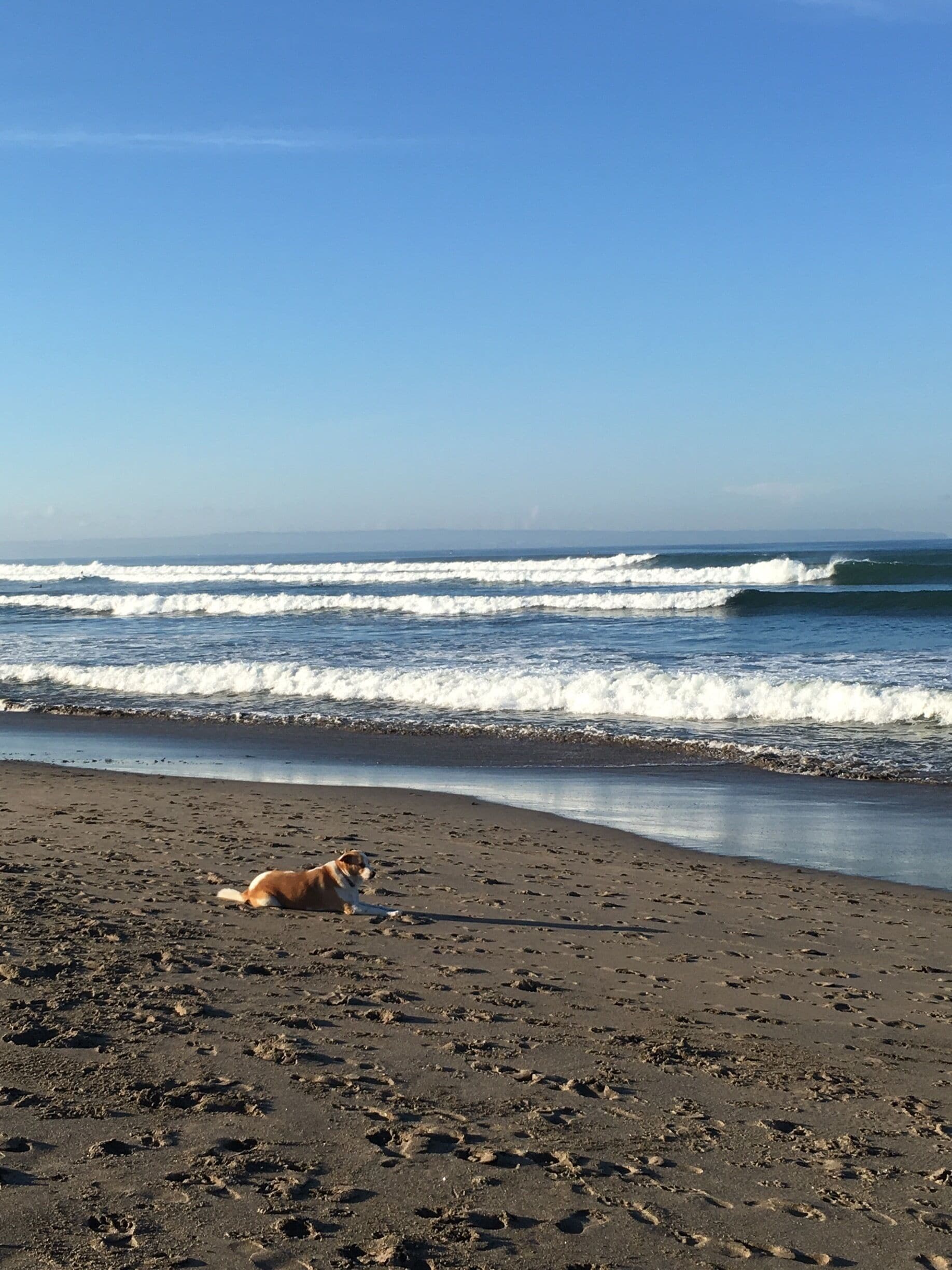 Morning jog in Canggu, and I met this adorable creature.
#LifeAtExpedia