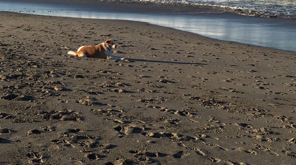Morning jog in Canggu, and I met this adorable creature.
#LifeAtExpedia