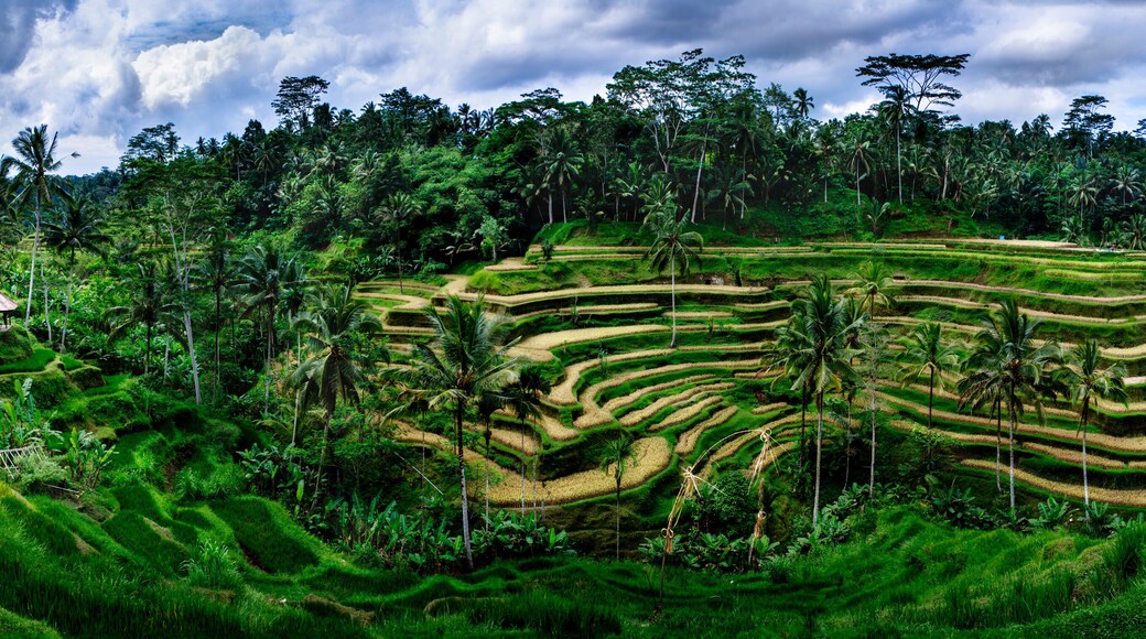 View of Tegallalang Rice Terrace