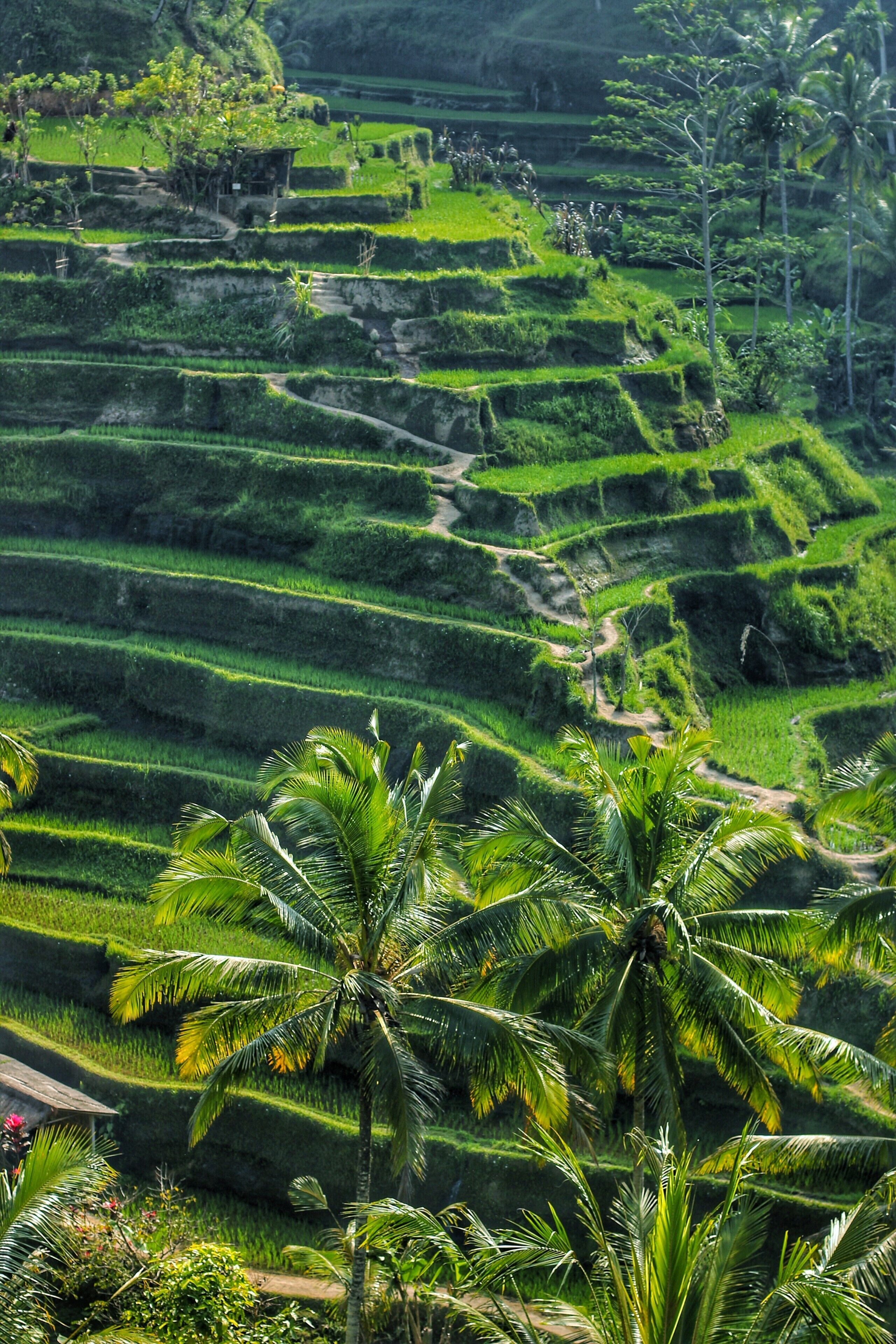 Terraced rice fields with palm trees.