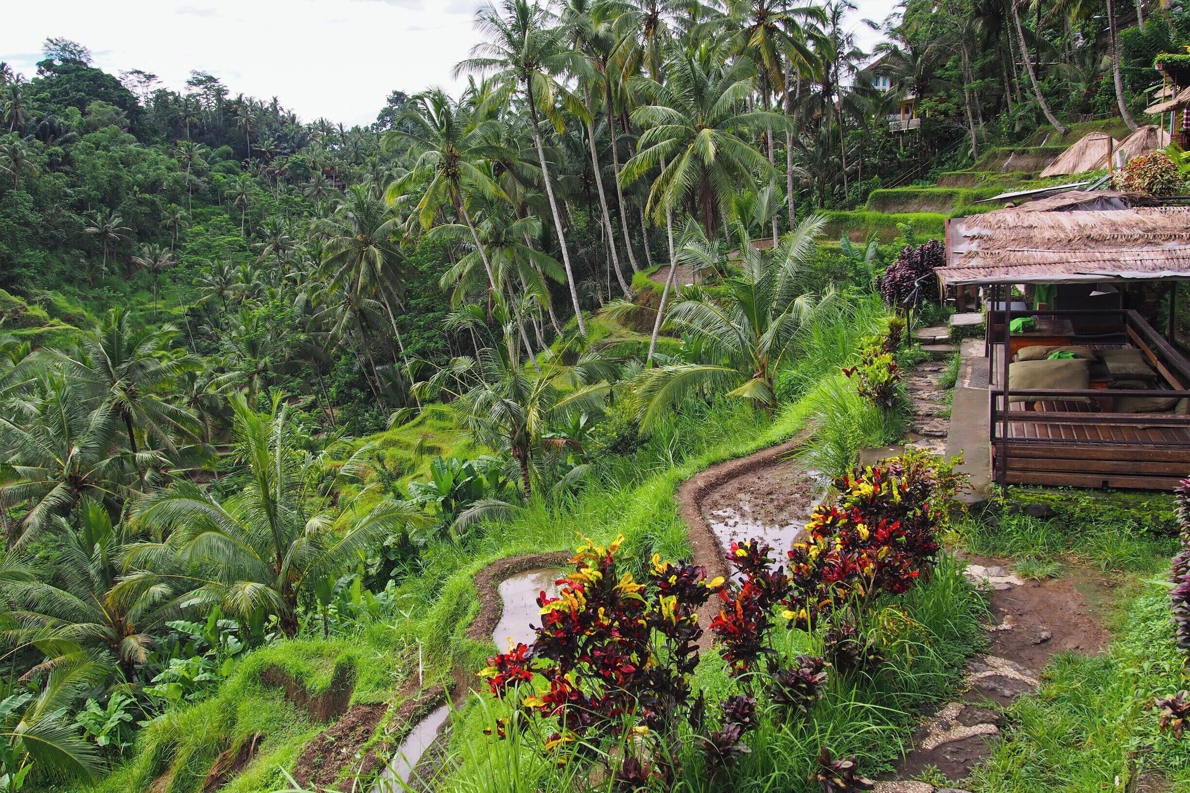 Tegallalang rice terraces are situated just a short drive away from Ubud, Bali. Rice has been grown with traditional methods for thousands of years in Bali. You can walk along the terraces, but the best view is from the top looking down at the valley. 